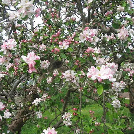 Frühstückspension In Het Fruit
