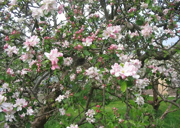 فندق مبيت وإفطار In Het Fruit