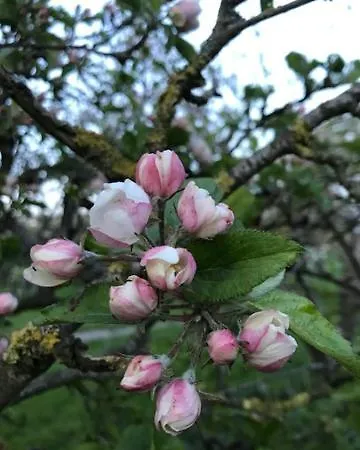 In Het Fruit Bed and breakfast Zuidoostbeemster